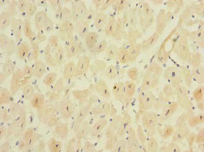 MPPED1 Antibody