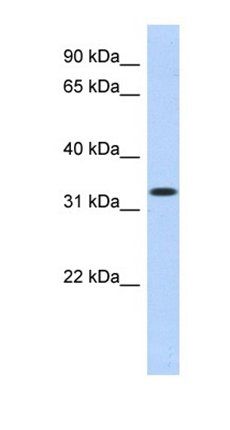 MPPED2 antibody