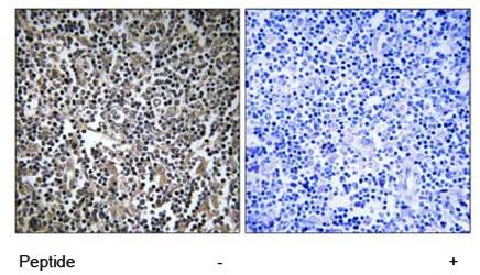 MPRIP Antibody
