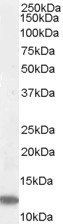 RPS27 antibody