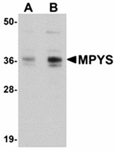 MPYS Antibody