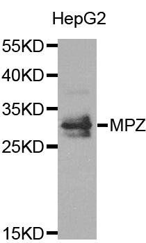 MPZ antibody