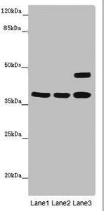 MR1 antibody