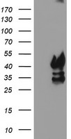 MRAS antibody