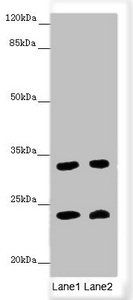 MRAS antibody