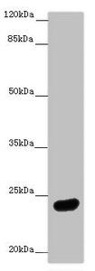 MRAS Antibody