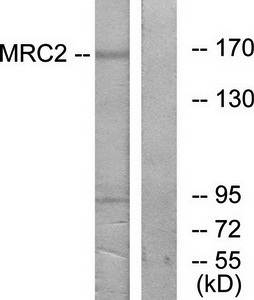 MRC2 antibody