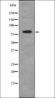 Mre11 (Phospho-Ser676) antibody