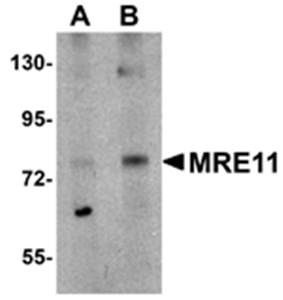 MRE11 Antibody