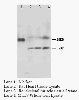 Anti-MRGX1/MRGPRX1 Antibody