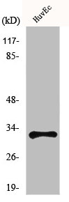 MRGPRG Antibody