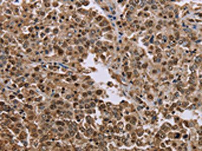 MRGPRX1 Antibody
