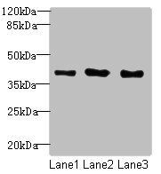 MRGPRX2 antibody
