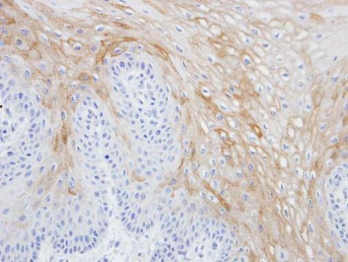 MRGPRX4 antibody [C2C3], C-term