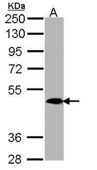 MRGPRX4 antibody