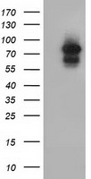 MRI1 Antibody