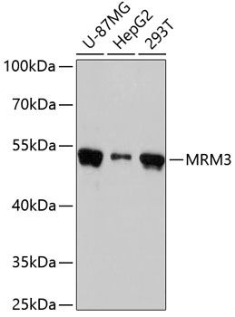 MRM3 antibody