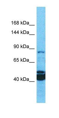 MROH1 antibody
