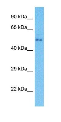 MROH8 antibody