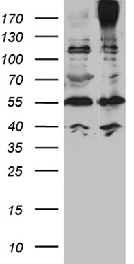 MRP2 Antibody