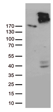 MRP2 (ABCC2) antibody