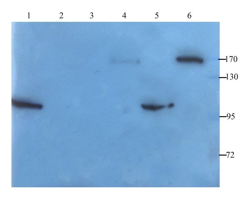 MRP2 antibody