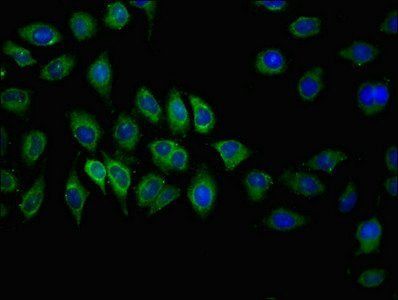 MRP 2 antibody