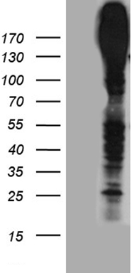 MRP3 (ABCC3) antibody
