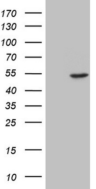 MRP5 (ABCC5) antibody