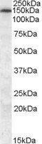 Goat anti-MRP5 Antibody
