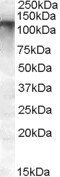 Goat anti-MRP8 / ABCC11 Antibody