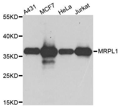 MRPL1 antibody