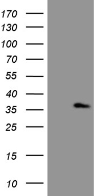 MRPL10 antibody