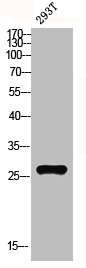 MRPL10 Antibody