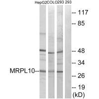 MRPL10 antibody