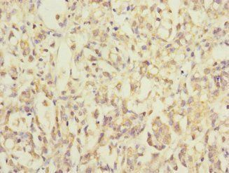 MRPL12 Antibody
