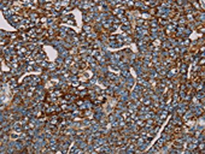 MRPL12 antibody