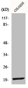 MRPL12 Antibody