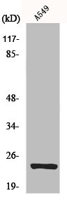 MRPL13 Antibody