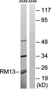 MRPL13 antibody