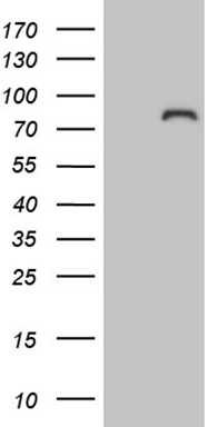 MRPL15 antibody