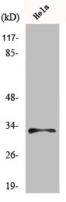 MRPL15 antibody