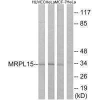 MRPL15 antibody