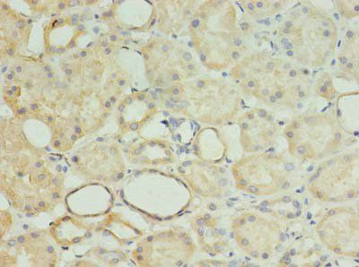 MRPL18 antibody