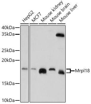 Mrpl18 antibody