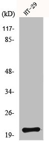 MRPL18 Antibody