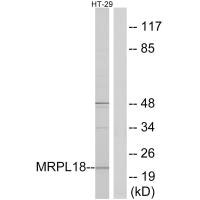 MRPL18 antibody