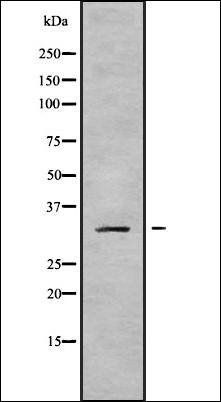 MRPL19 antibody