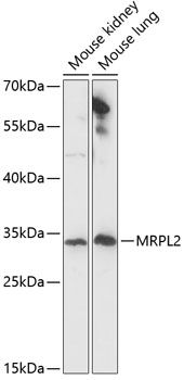MRPL2 antibody