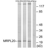 MRPL20 antibody